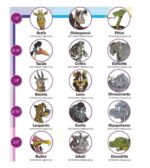 Gomas Intraorales Smile Safari 100 u. - Imagen 4